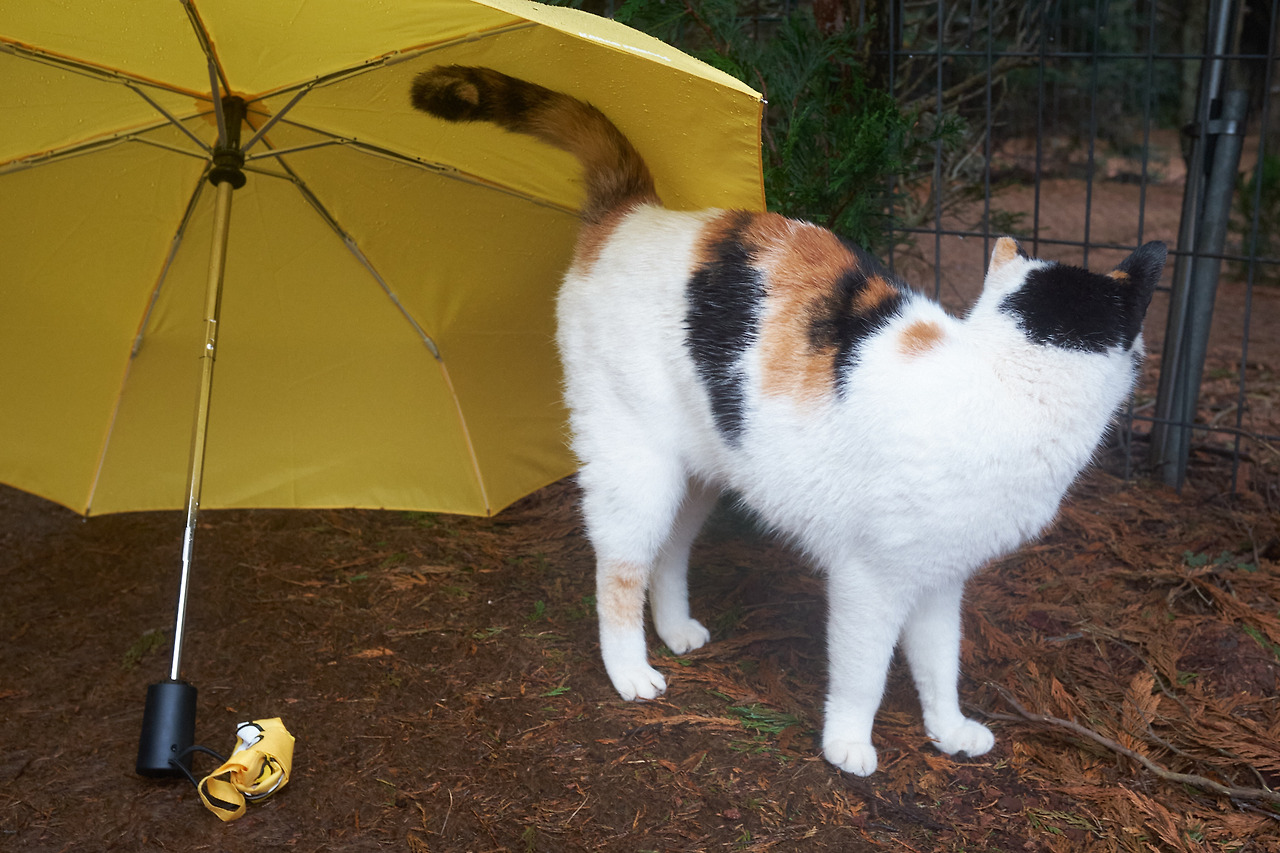 DSCF84893 04 2021592.jpg