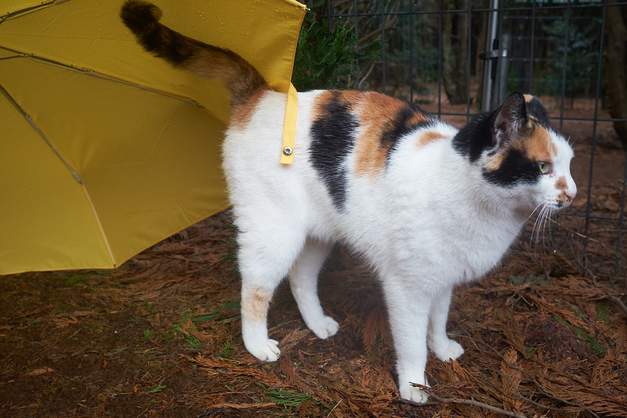 DSCF84943 04 2021594.jpg