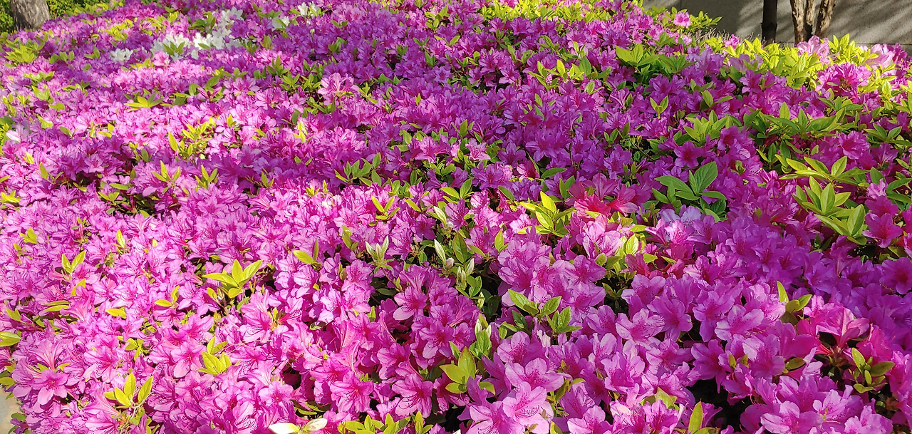 20200426_162629 1.jpg