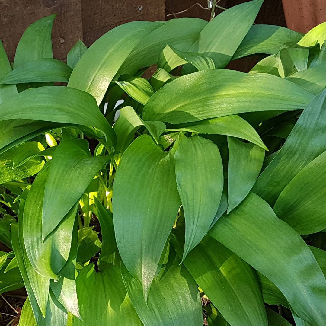 17438852_1369504813124848_6942388470149021696_n (1).jpg