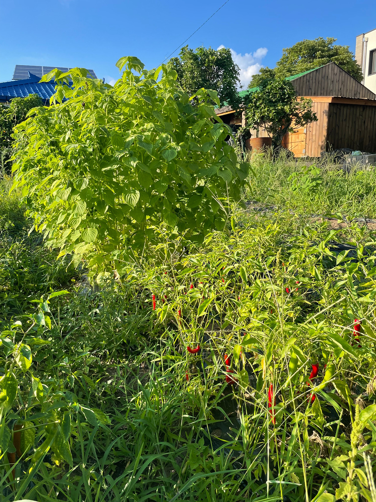 IMG_2944 복사본.jpg