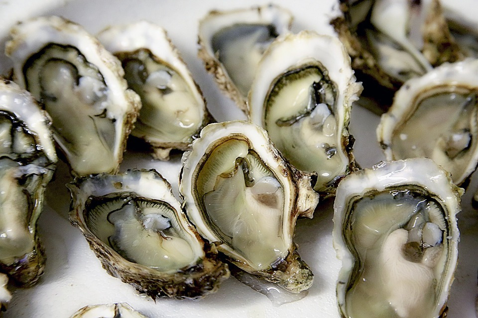 Oysters_2.jpg
