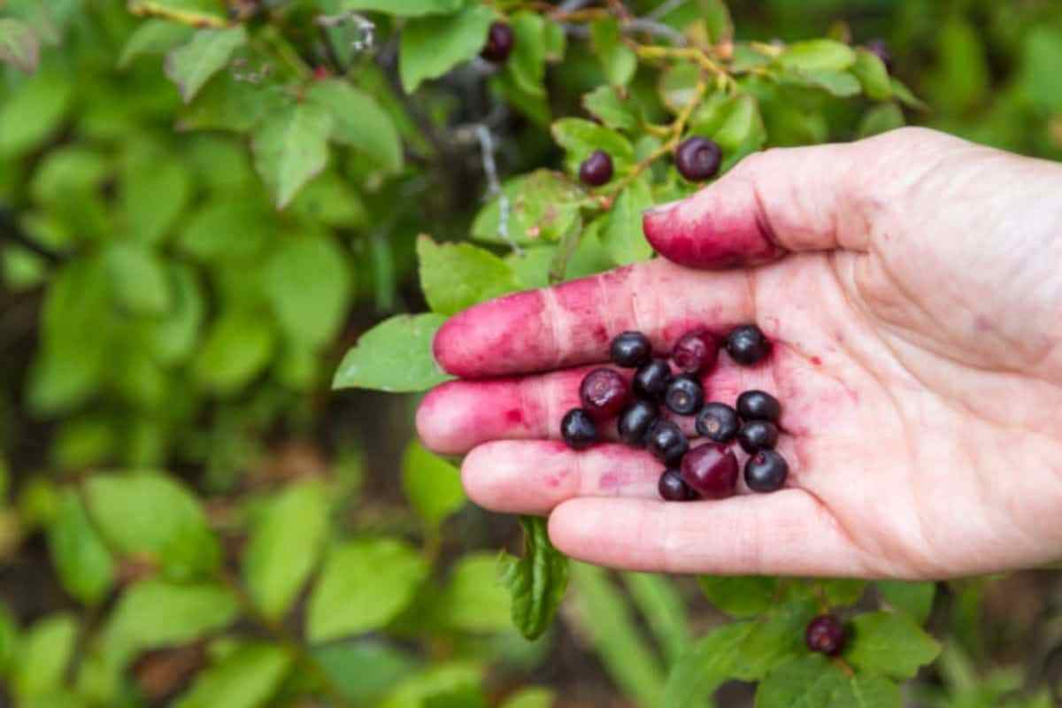Huckleberries-in-Hand-Shutterstock.jpg
