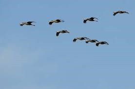 새 날라가는 소리.jpg