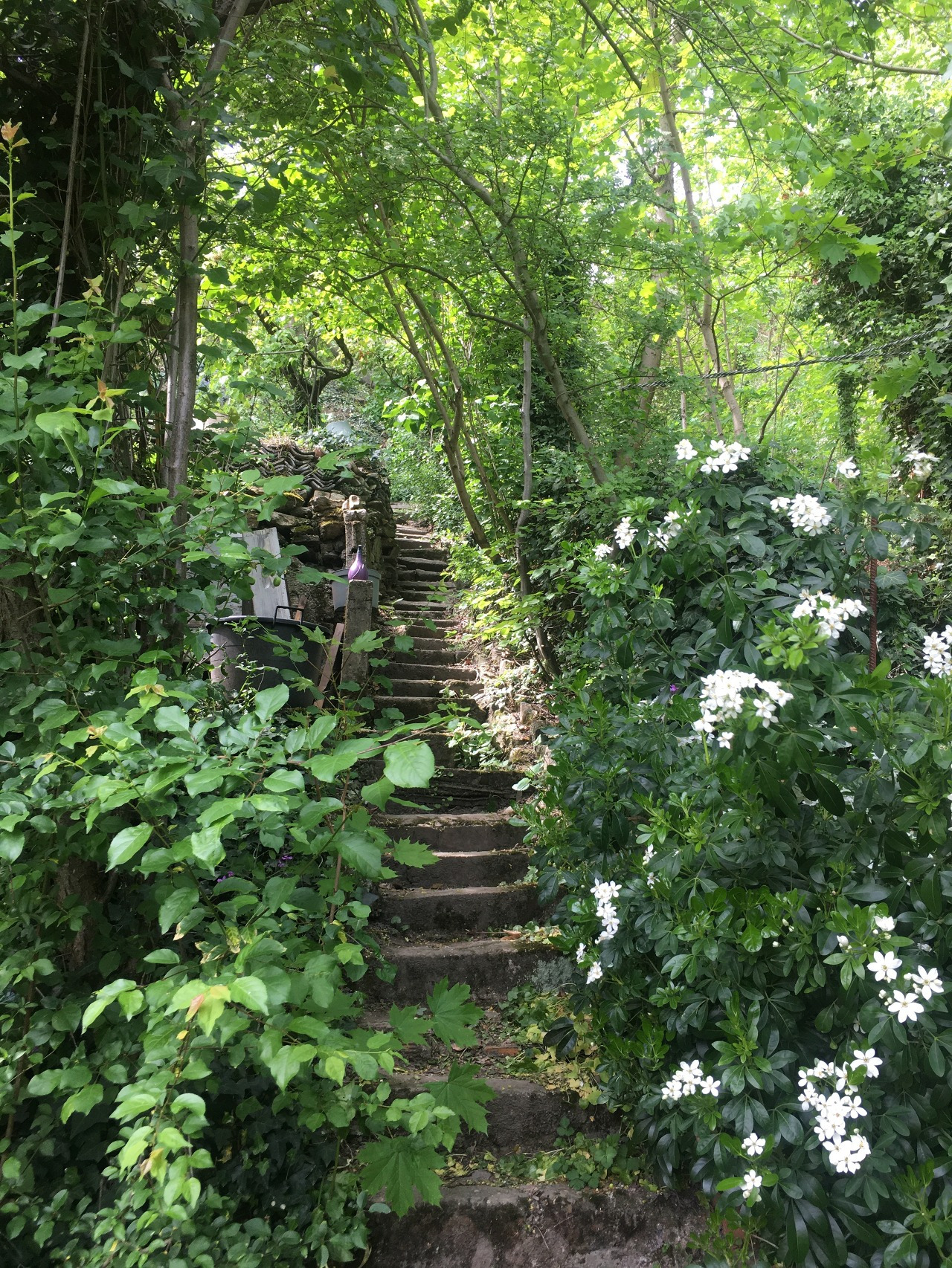 숲을 경작하여 만든.jpg