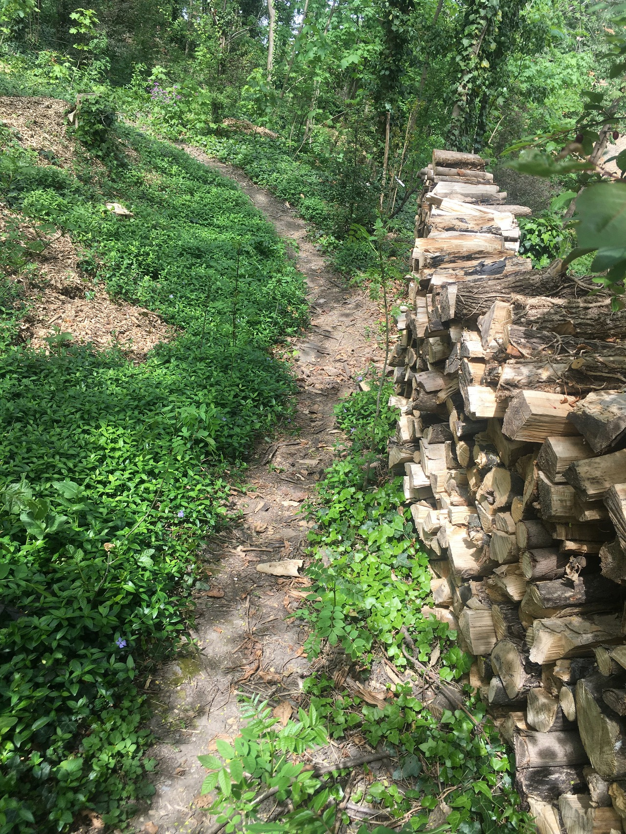 정원과 연결되어 있는 집 뒤 숲길.jpg