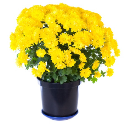 8444203-beautiful-yellow-chrysanthemum-in-flowerpot-isolated-on-white-background-two-shots-stitch-image.jpg