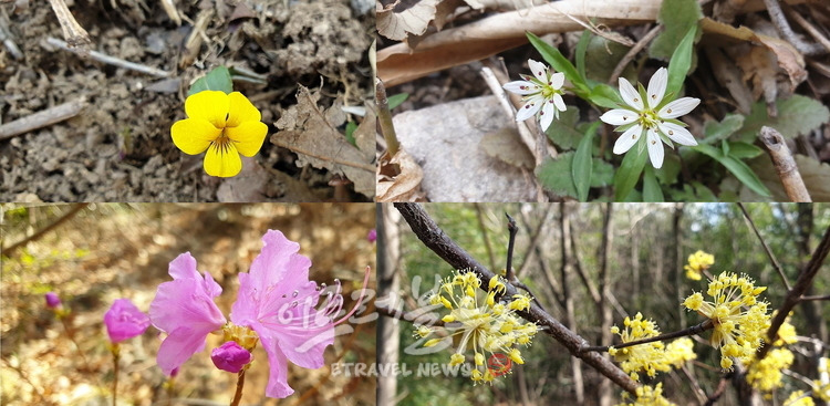 노란제비꽃-개별꽃-진달래꽃-산수유 _ 월출산국립공원.jpg