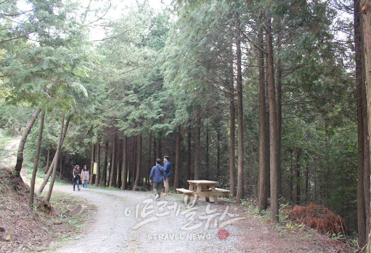 옥종편백자연휴양림 _ 하동군.jpg