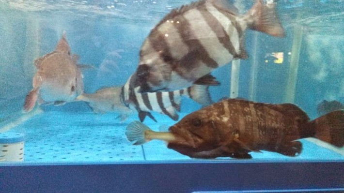 사본 -횟집의 1+1 행사.jpg