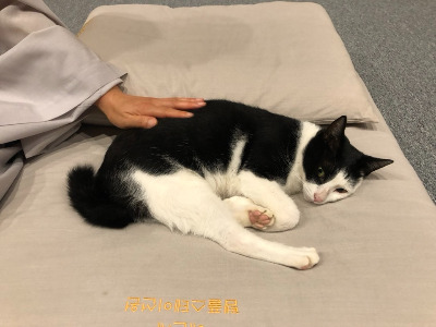 2022 해인사 고양이.jpg