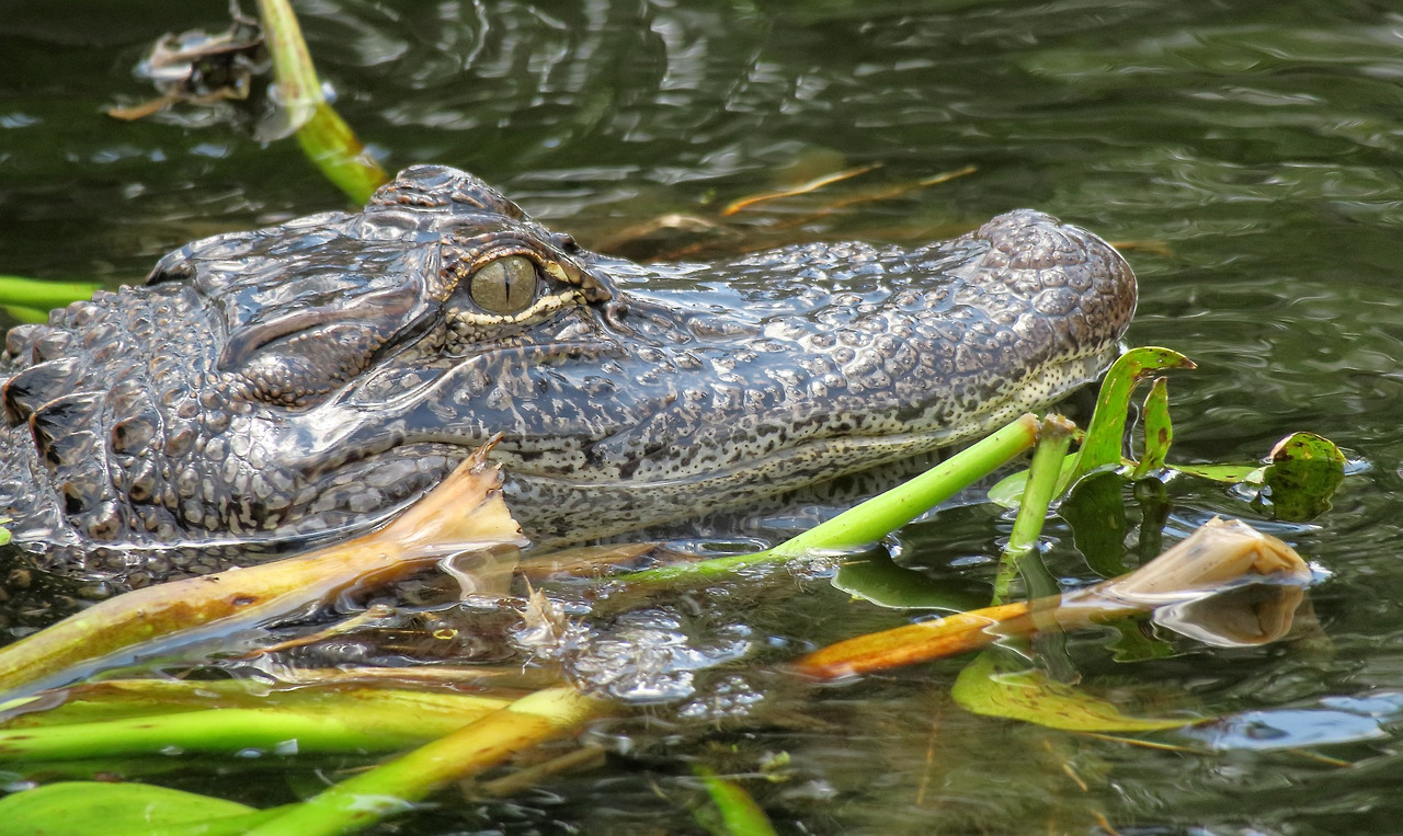 alligator-4281298_1920.jpg