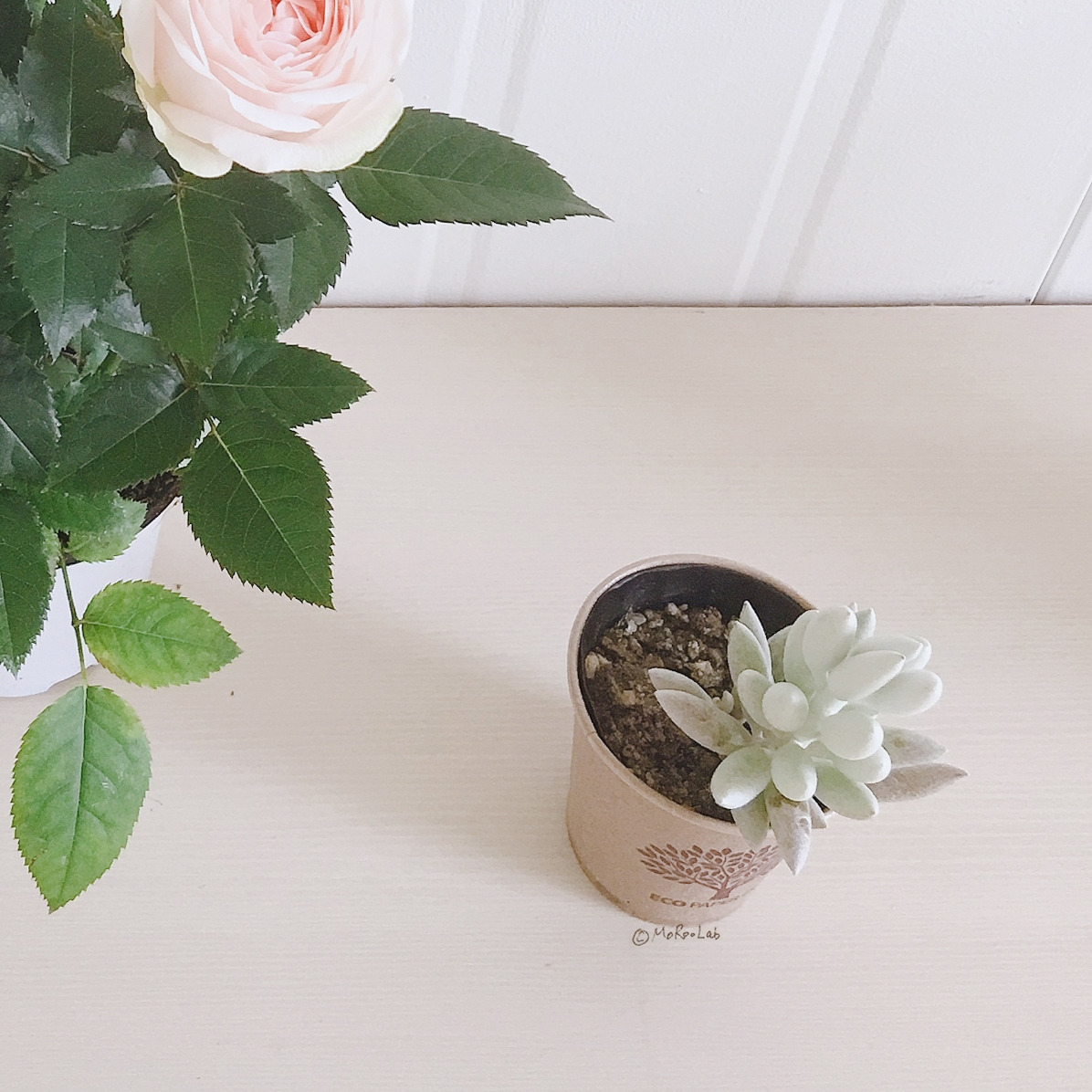 IMG_5251 복사2.jpg