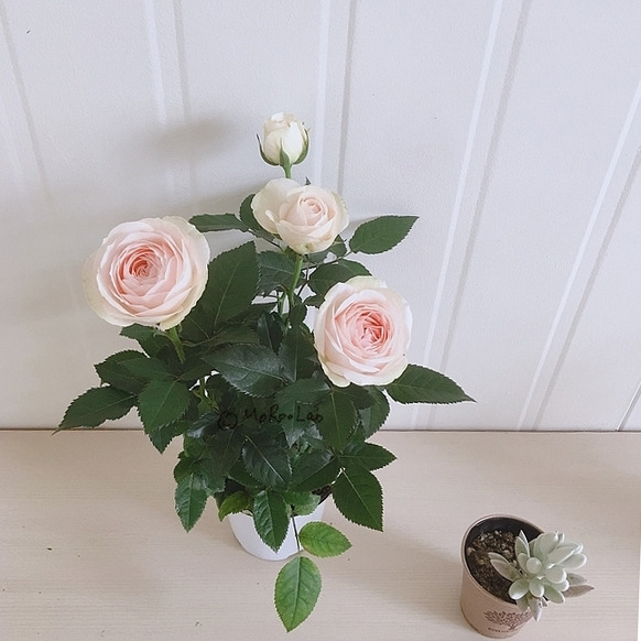 SE-c6f92737-977f-4101-bca8-b52a375a19ba 복사.jpg