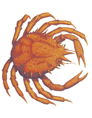 crab-874307_1280.jpg