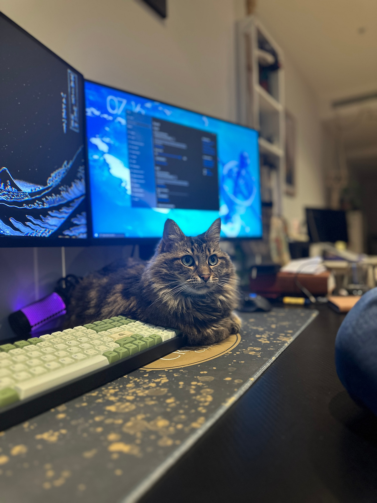 고양이 에고 명상.jpg