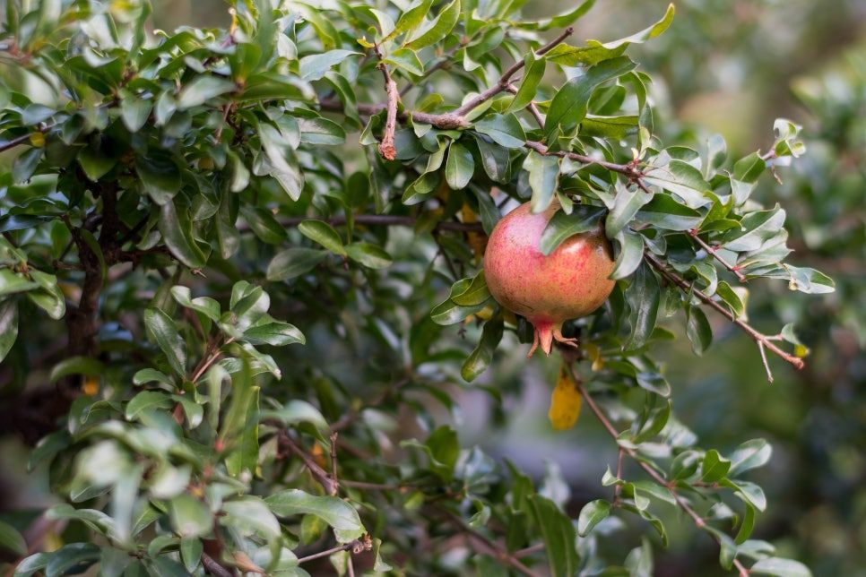 fruit-1809984_1920 (1).jpg