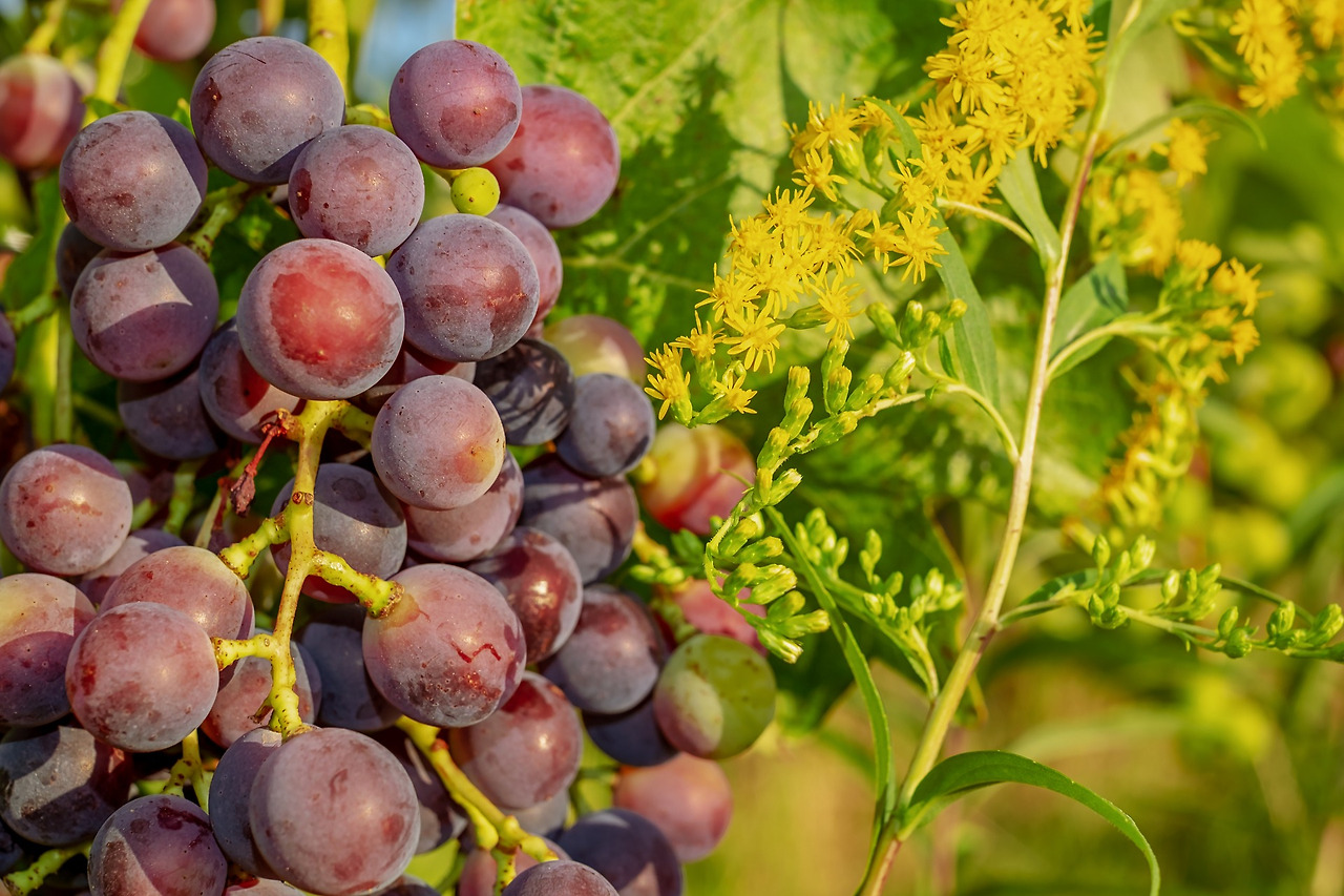 grapes-3555270_1920.jpg