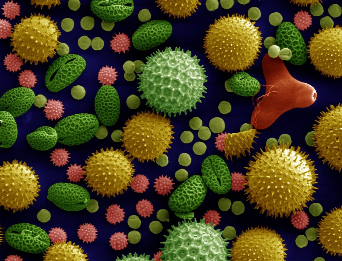 1200px-Misc_pollen_colorized.jpg