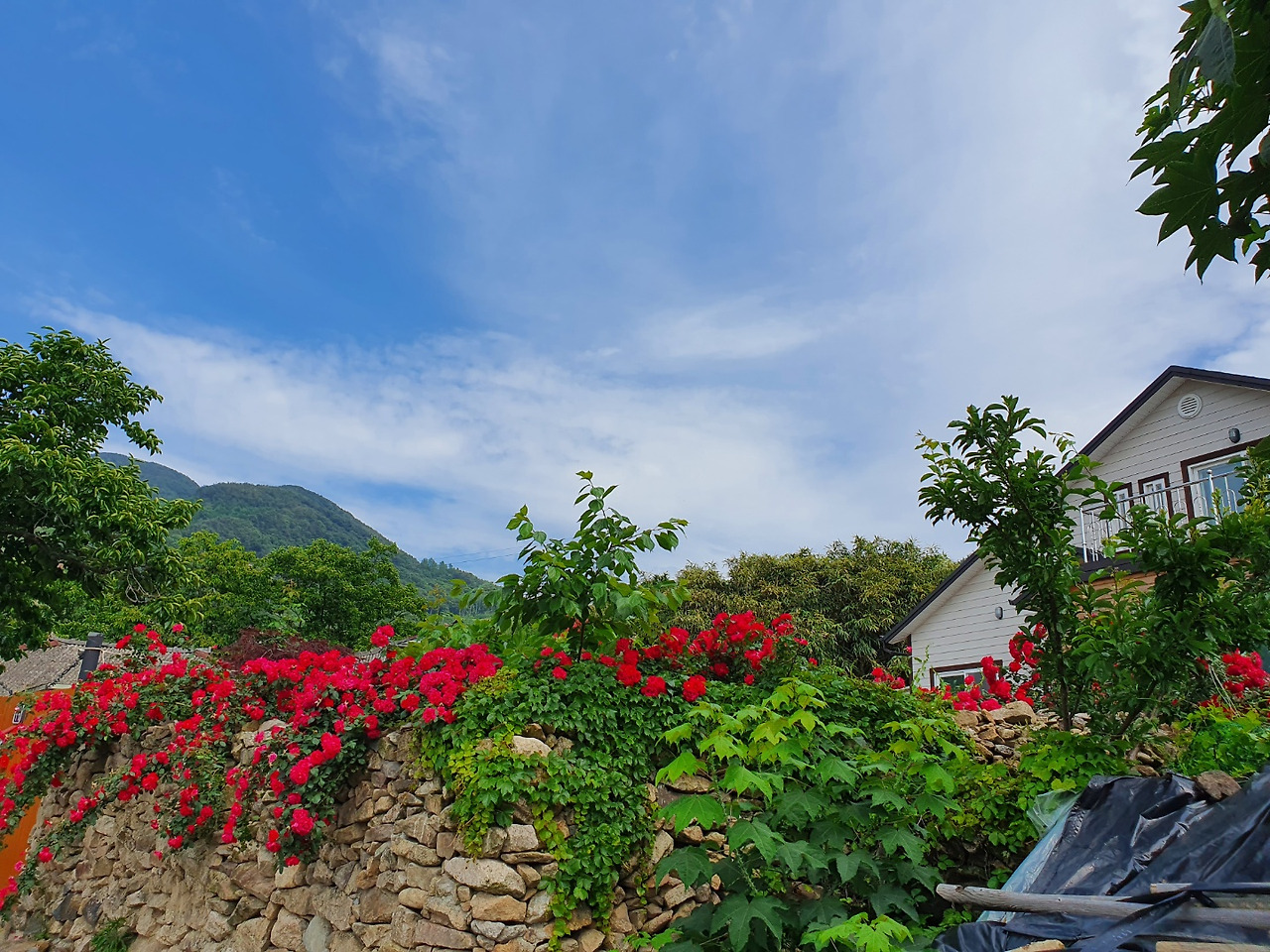 상봉마을 돌담과 장미2.jpg