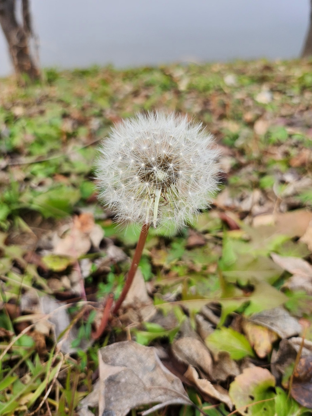 12월의 민들레.jpg