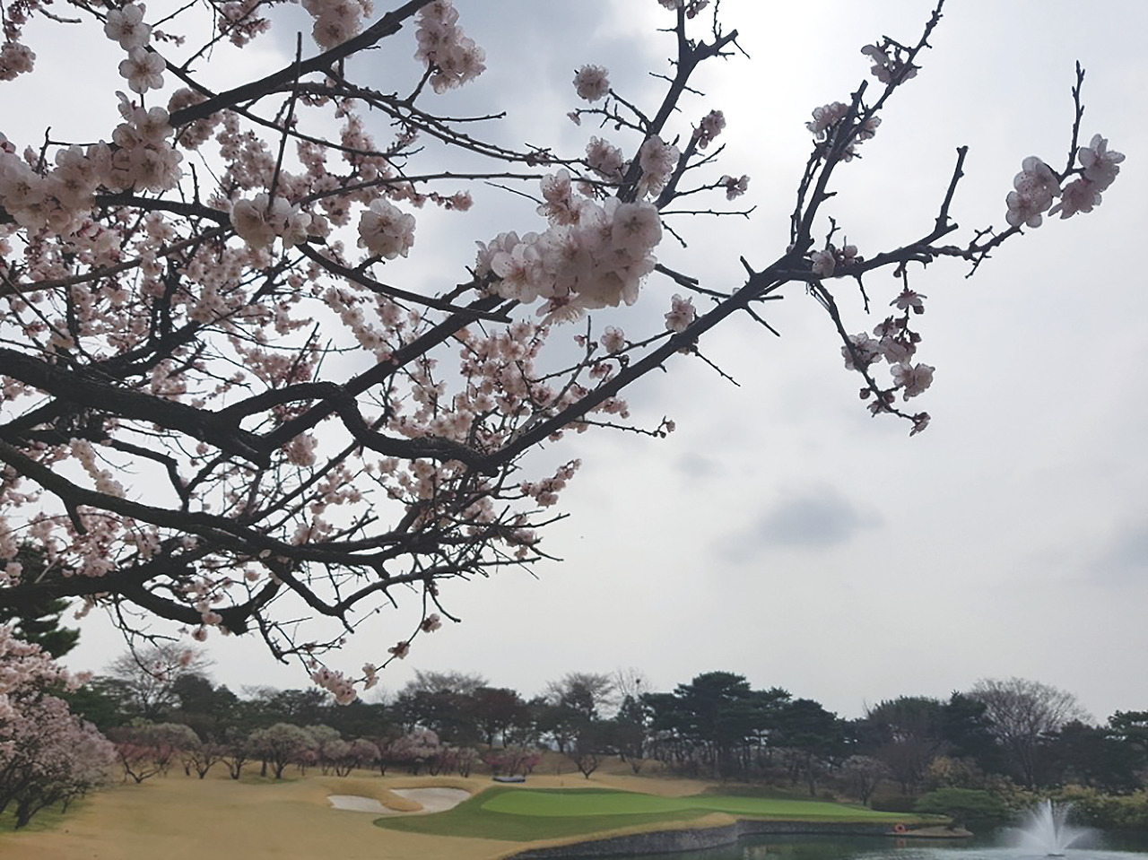 4번 홀 매화.jpg