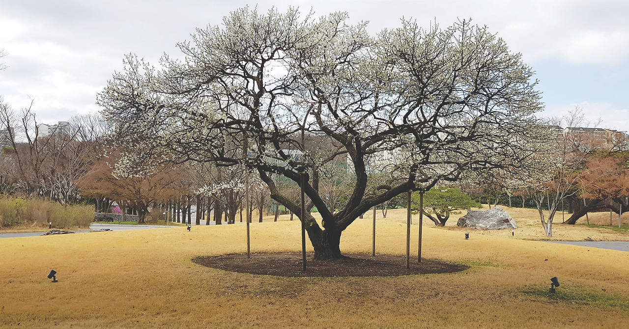 내지고목백매화(안양).jpg