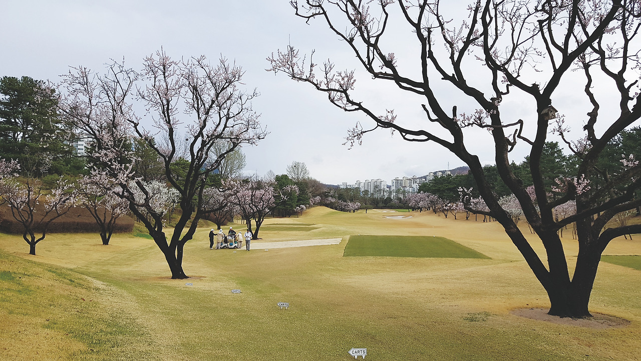 1번 홀 살구나무.jpg