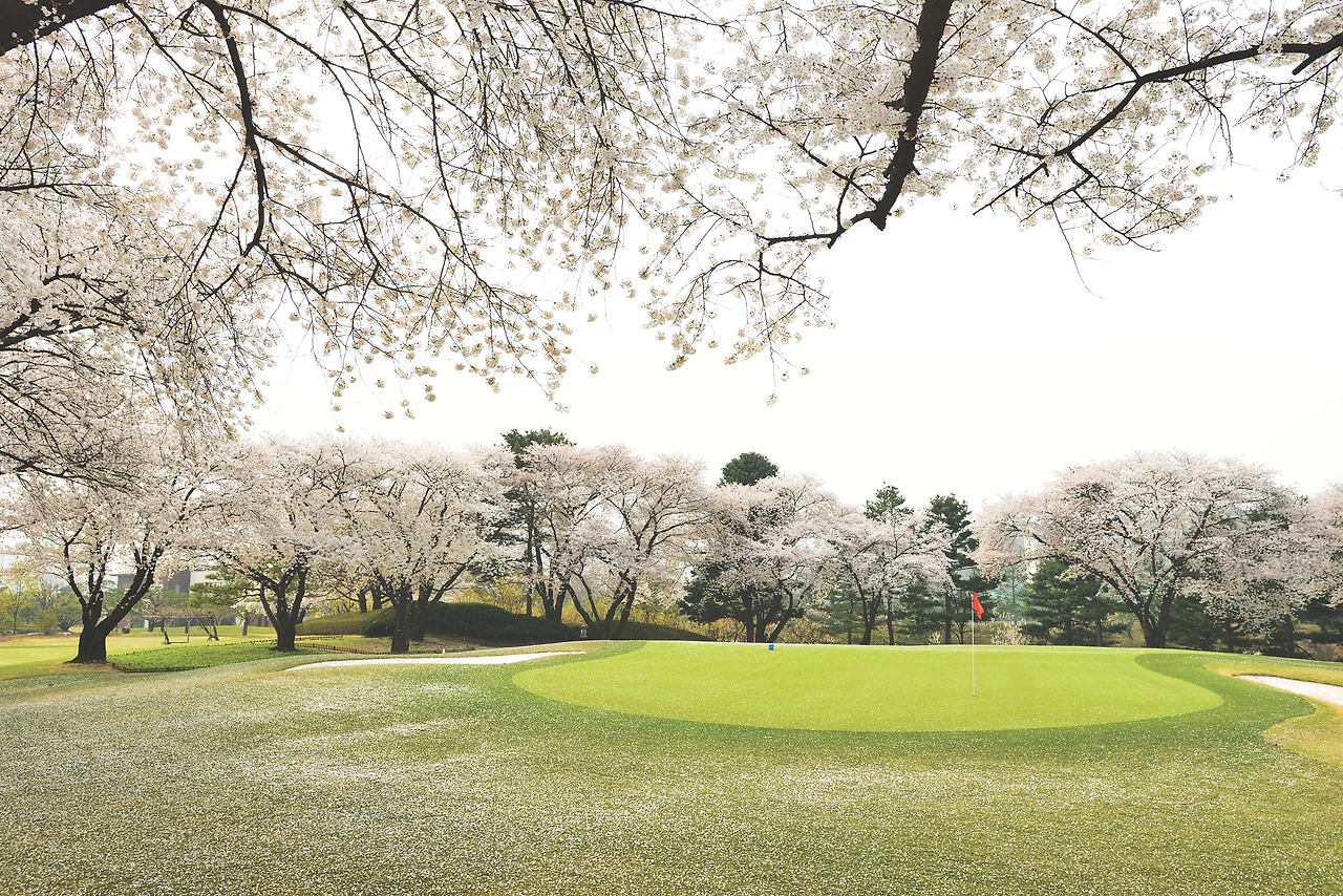 2번홀 벚꽃-안양.jpg