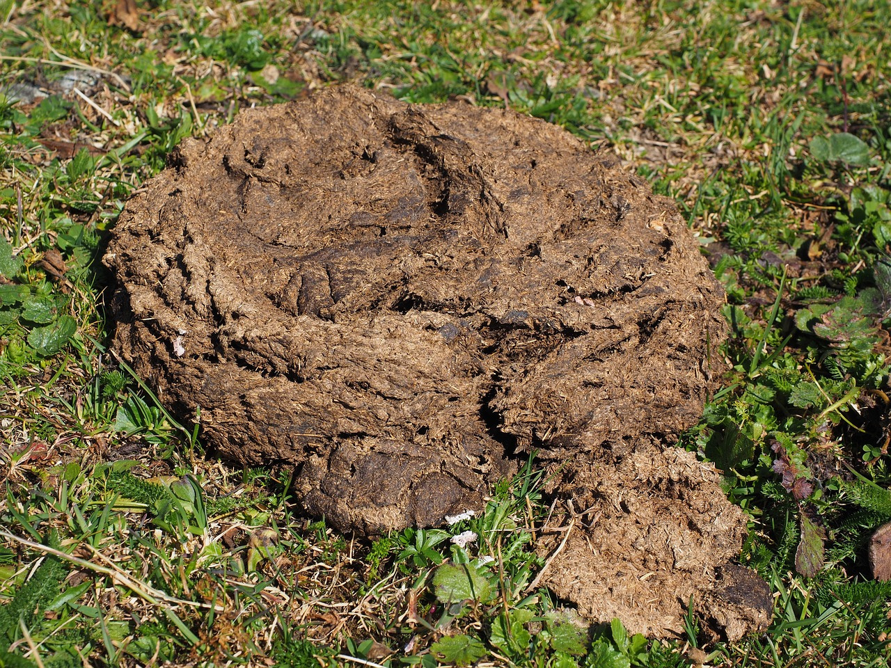 cow-dung-2799656_1280.jpg