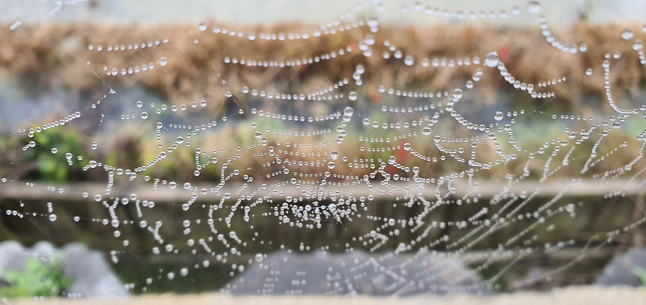 거미줄과 이슬.jpg