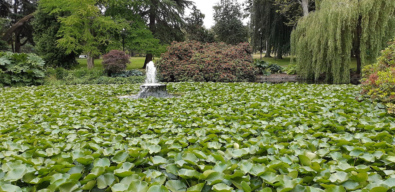 빅토리아 남쪽의 Beacon Hill 공원.jpg