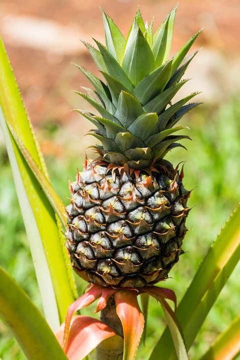 pineapple-359402_960_720.jpg