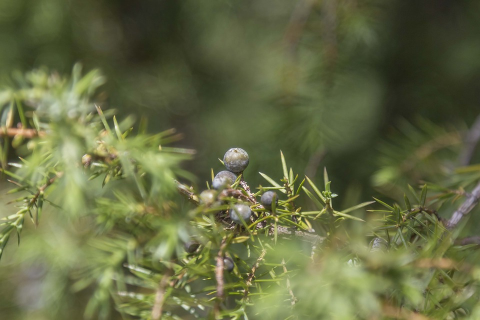 juniper-5263643_960_720.jpg