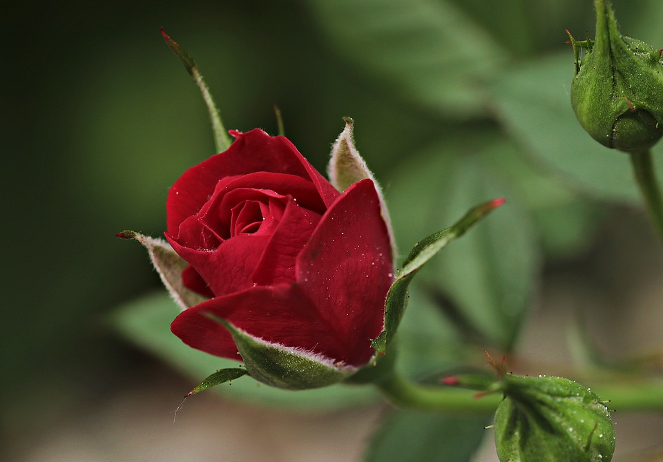 rose-2396773_960_720.jpg