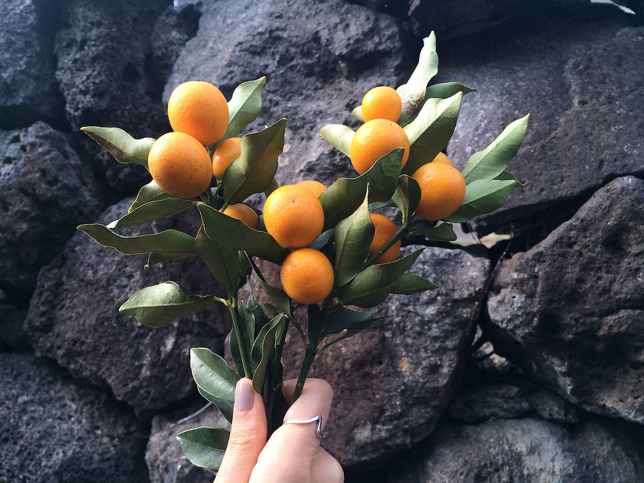 kumquat-gb1cd502fb_1920.jpg