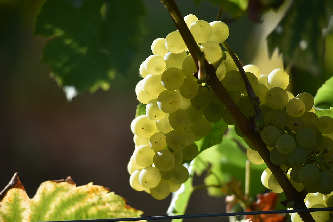 grapes-g726631d4e_1920.jpg