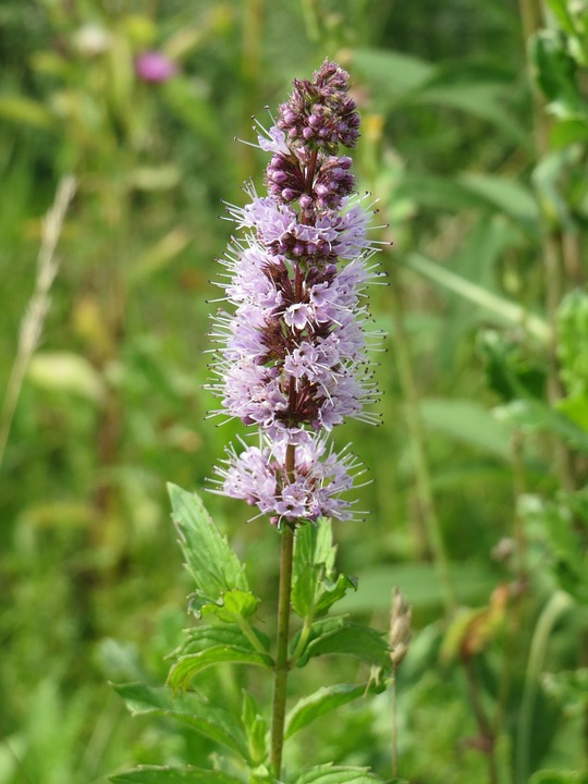 mentha-spicata-855530_960_720.jpg