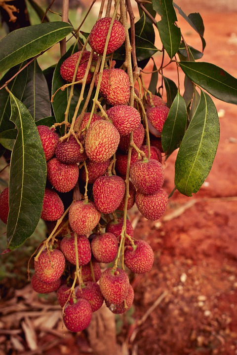 lychee-4390091_960_720.jpg