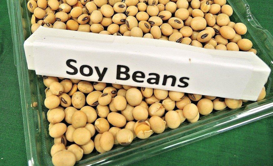 soy-beans-968986_960_720.jpg