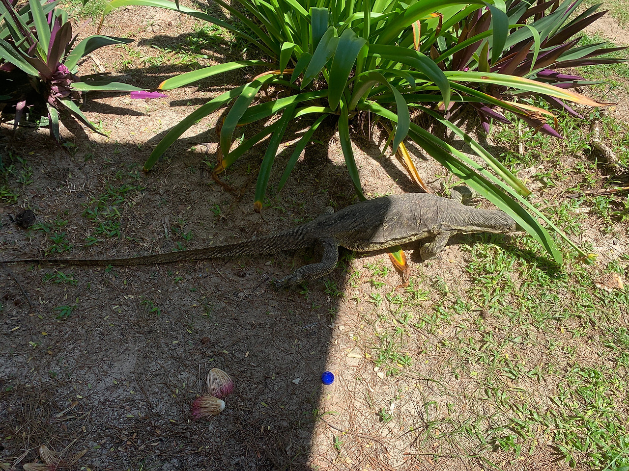 마무틱섬 왕도마뱀.jpg