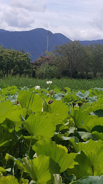 원촌마을 연꽃정원.jpg