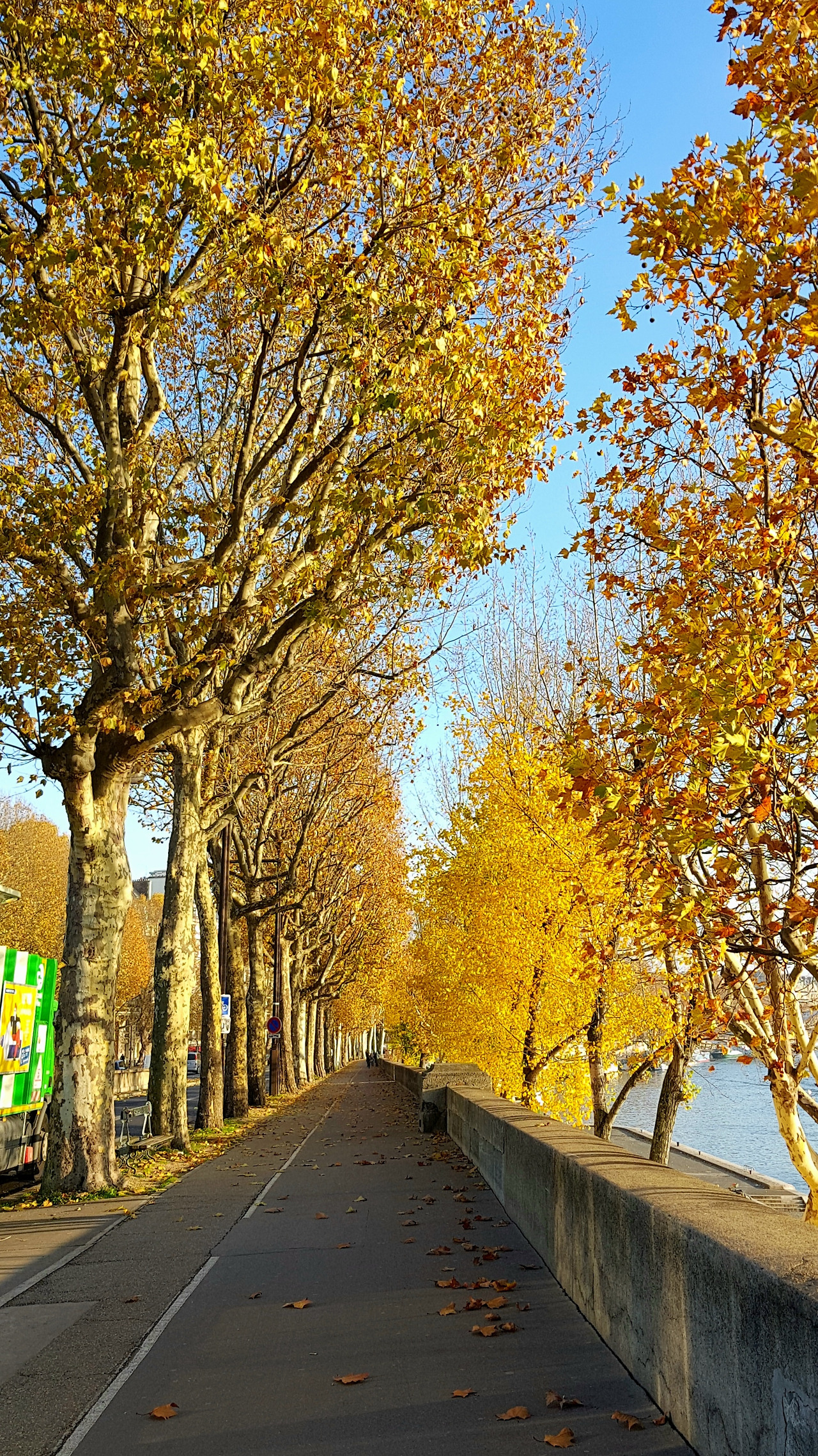 파리의 가로수들.jpg
