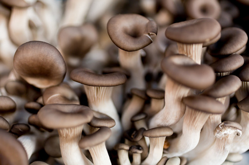 태고의 시간들6.jpg