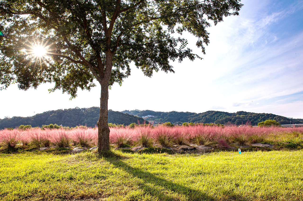 핑크 빛 나들이