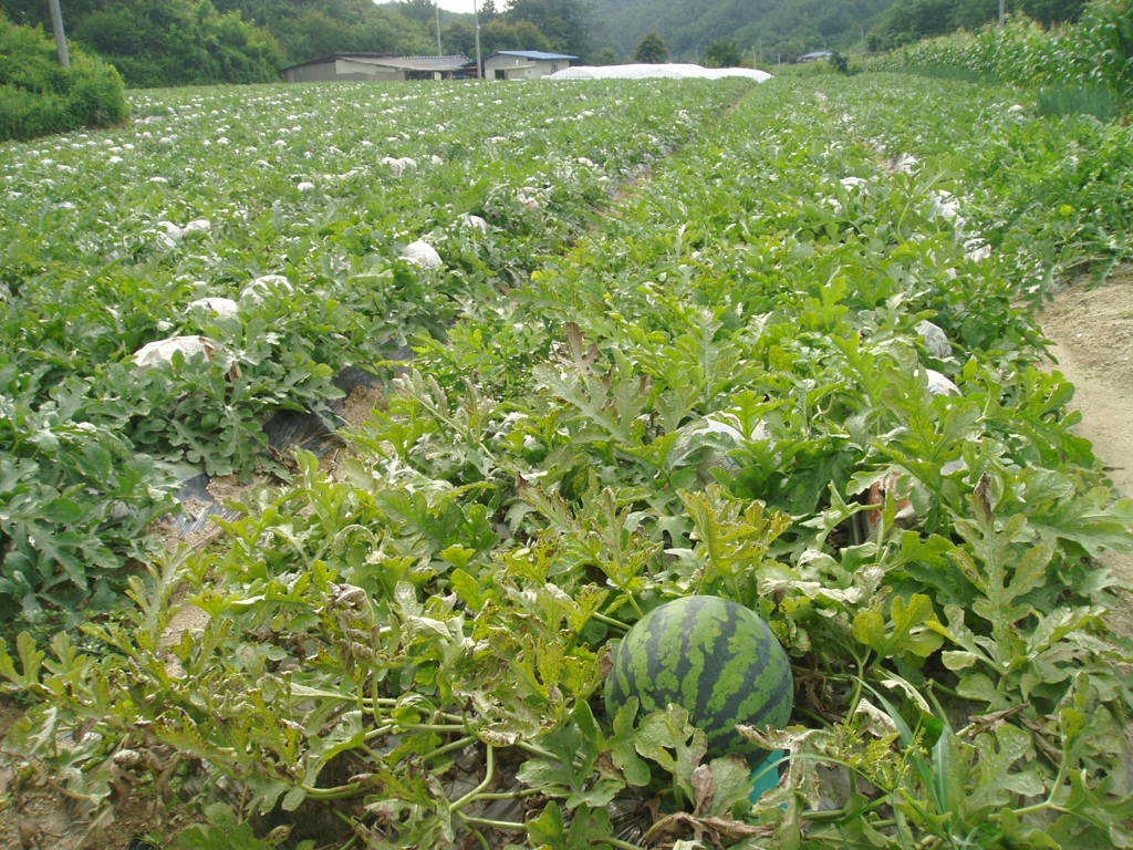 수박밭.jpg