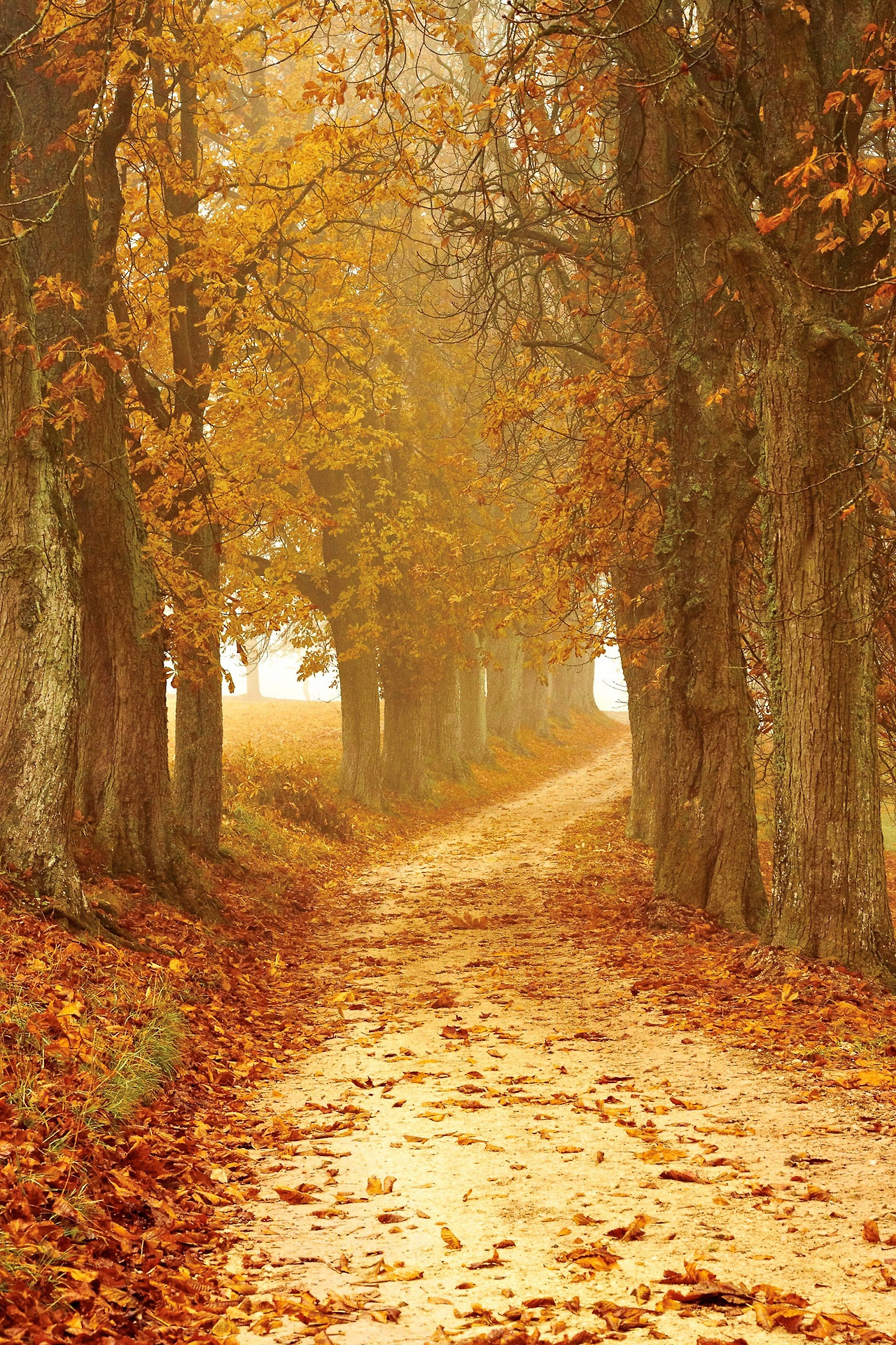autumn-mood-2075302.jpg