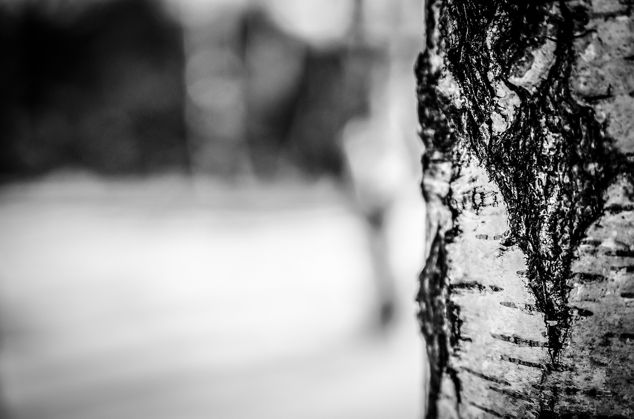 birch-tree-260831.jpg