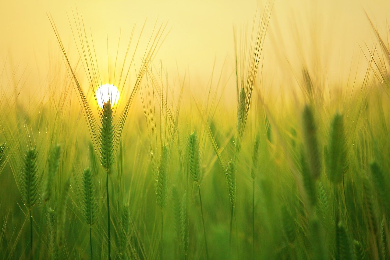barley-field-gc8514c09e_1920.jpg