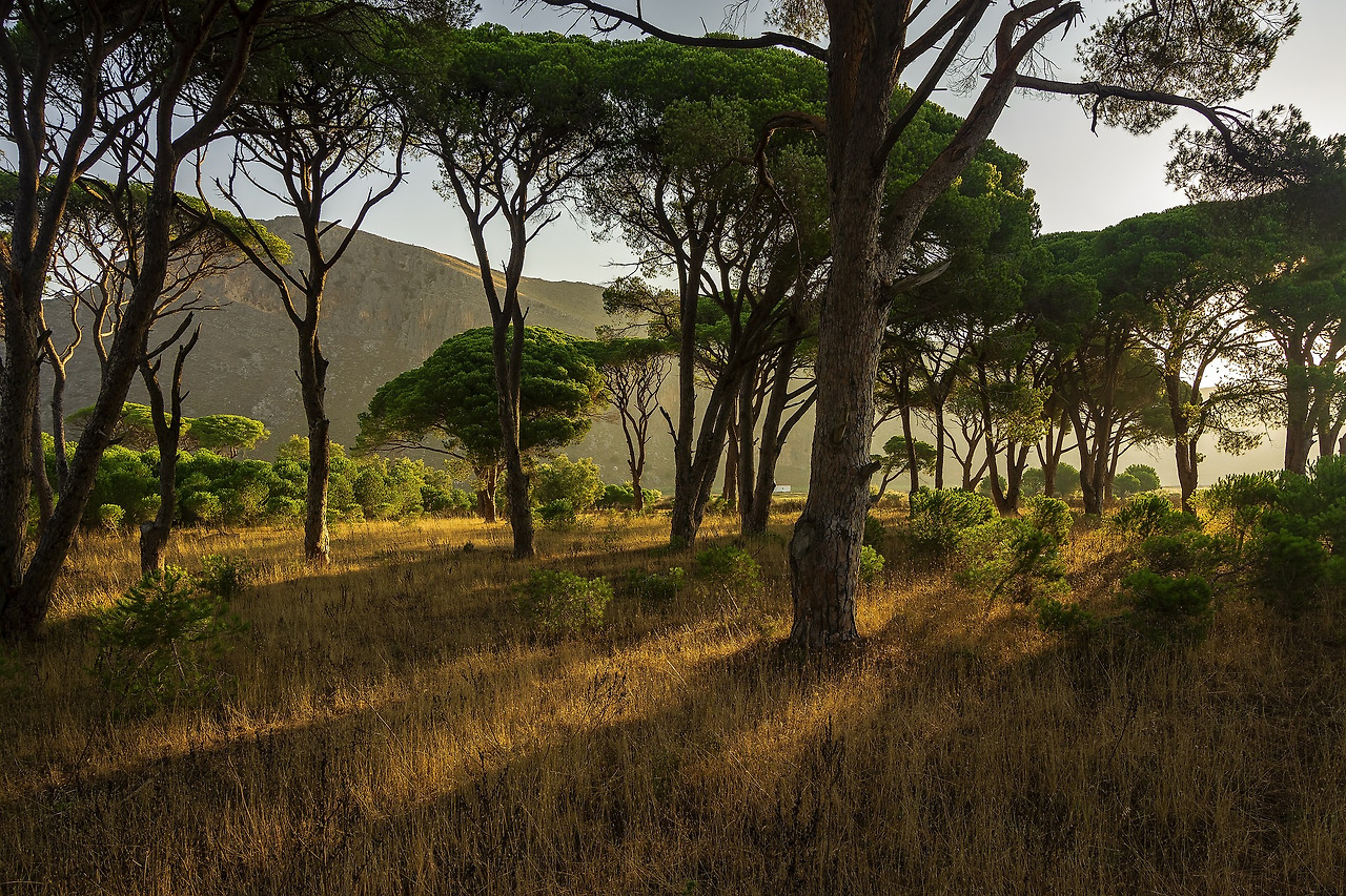 사본 -trees-g0bbcf6780_1920.jpg